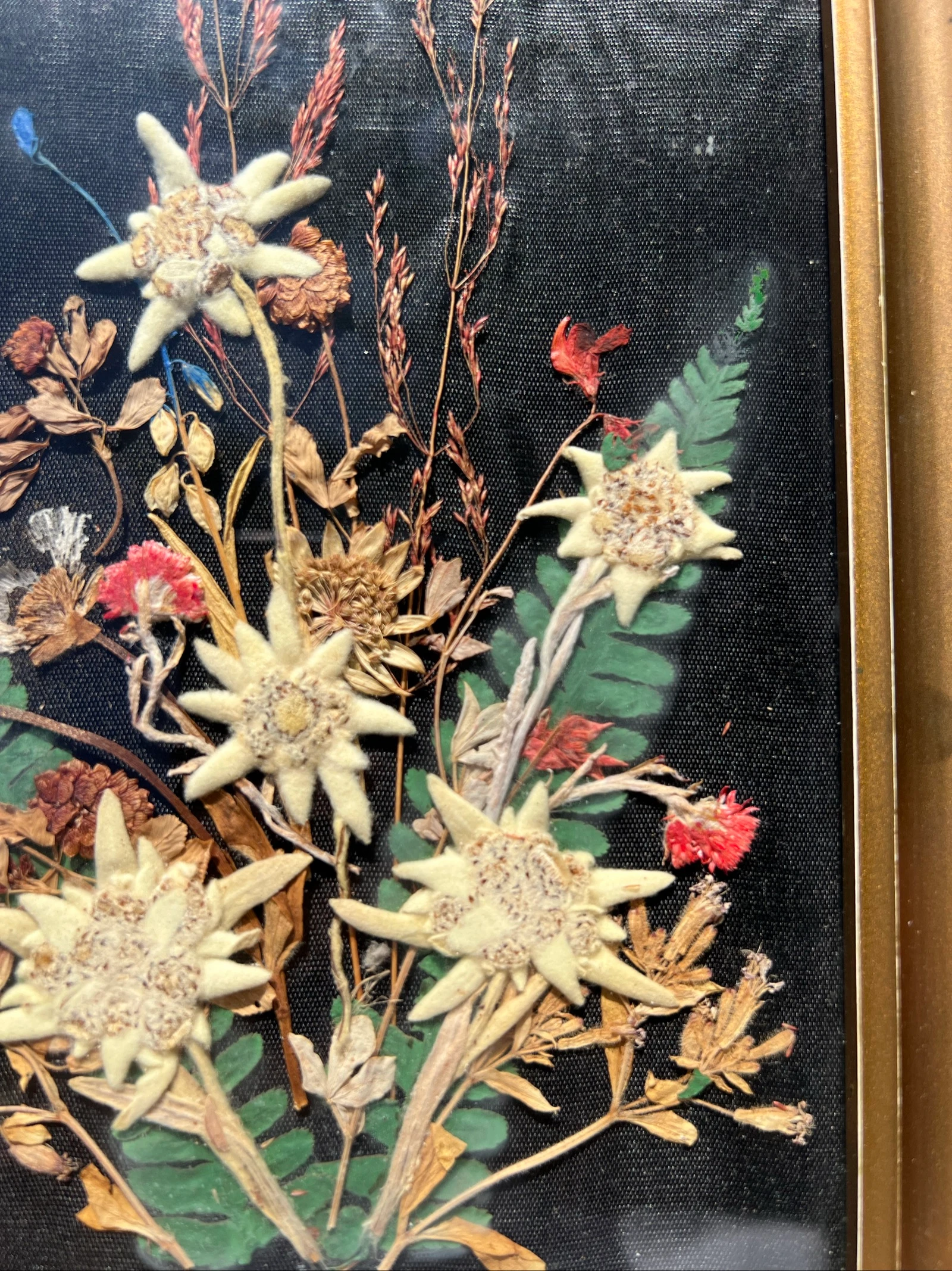 💮 Vintage frame gedroogde bloemen Edelweiss gesigneerd – Wanddecoratie 32 x 19 cm – photo 5